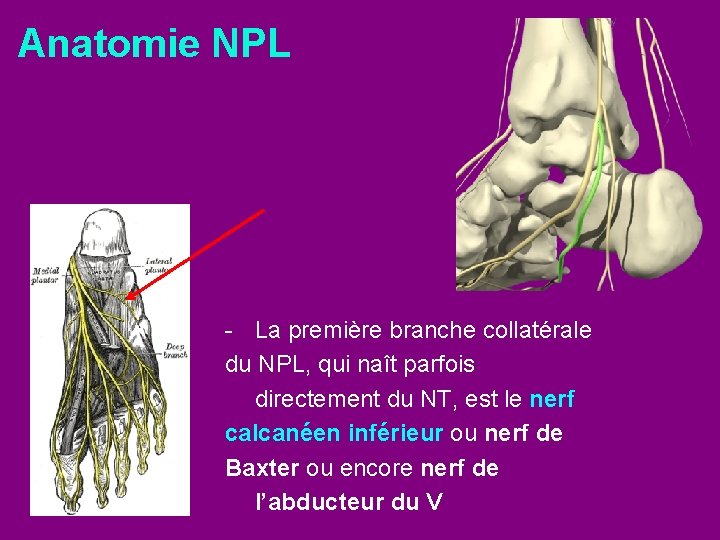 Anatomie NPL - La première branche collatérale du NPL, qui naît parfois directement du