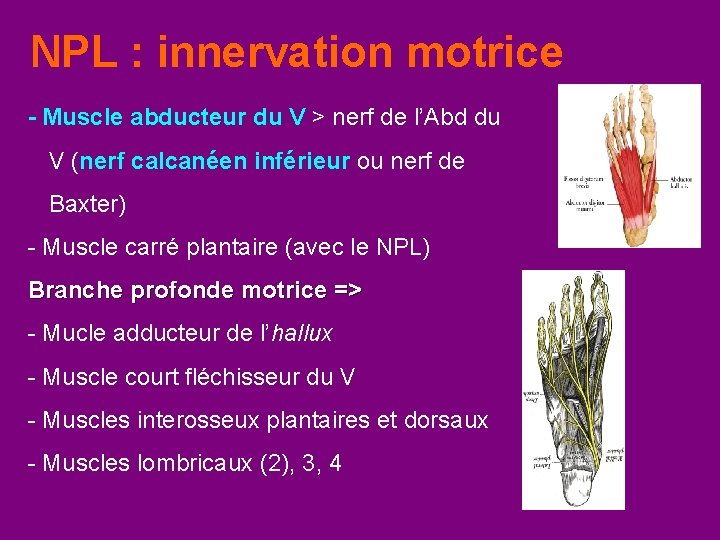 NPL : innervation motrice - Muscle abducteur du V > nerf de l’Abd du