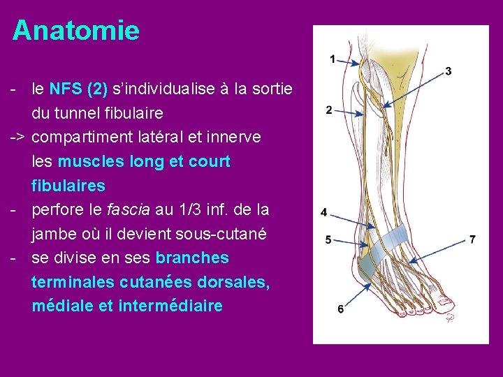 Anatomie - le NFS (2) s’individualise à la sortie du tunnel fibulaire -> compartiment