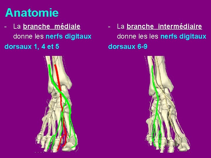 Anatomie - La branche médiale donne les nerfs digitaux dorsaux 1, 4 et 5