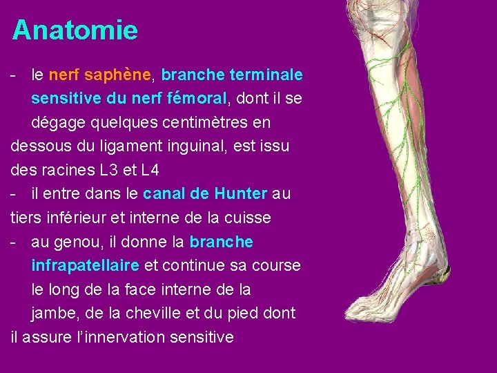 Anatomie - le nerf saphène, branche terminale sensitive du nerf fémoral, dont il se