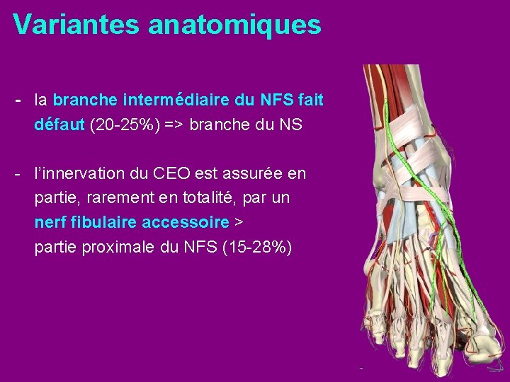 Variantes anatomiques - la branche intermédiaire du NFS fait défaut (20 -25%) => branche