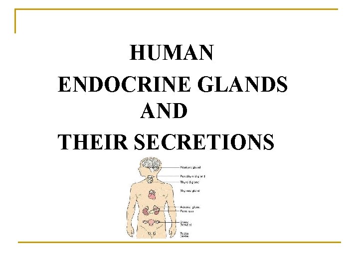 HUMAN ENDOCRINE GLANDS AND THEIR SECRETIONS 