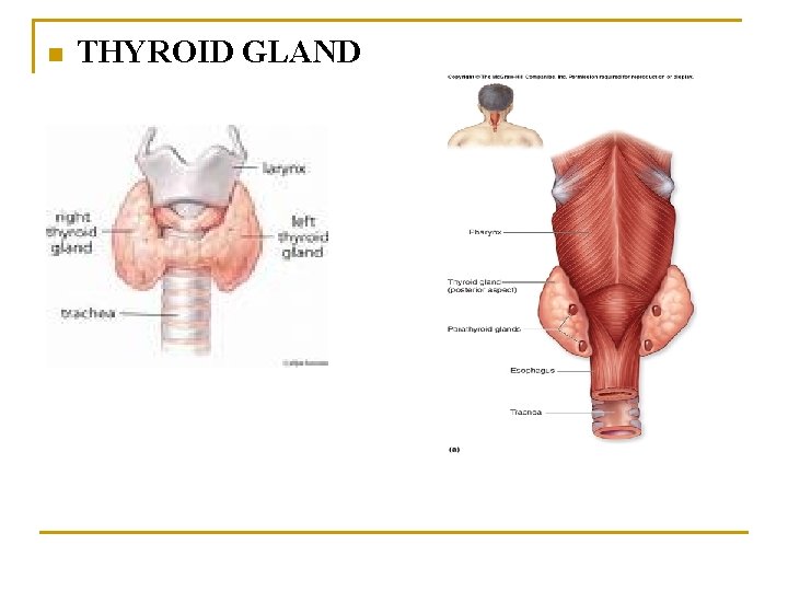 n THYROID GLAND 