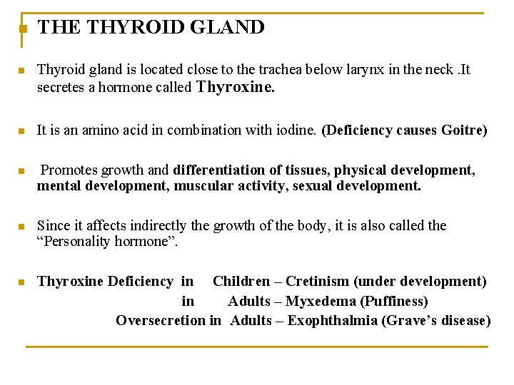 n THE THYROID GLAND n Thyroid gland is located close to the trachea below