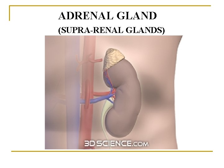 ADRENAL GLAND (SUPRA-RENAL GLANDS) 