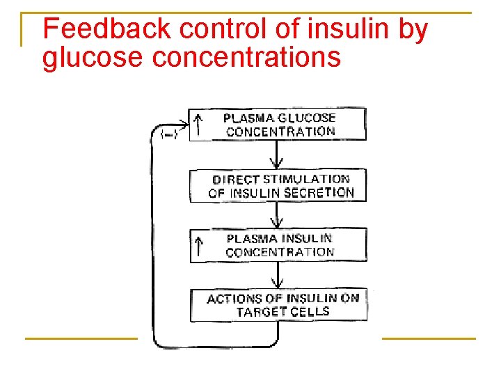 Feedback control of insulin by glucose concentrations 