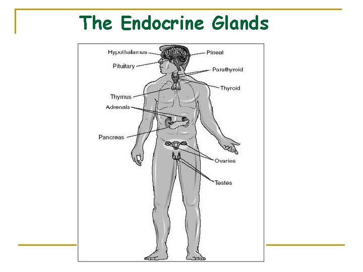 The Endocrine Glands 