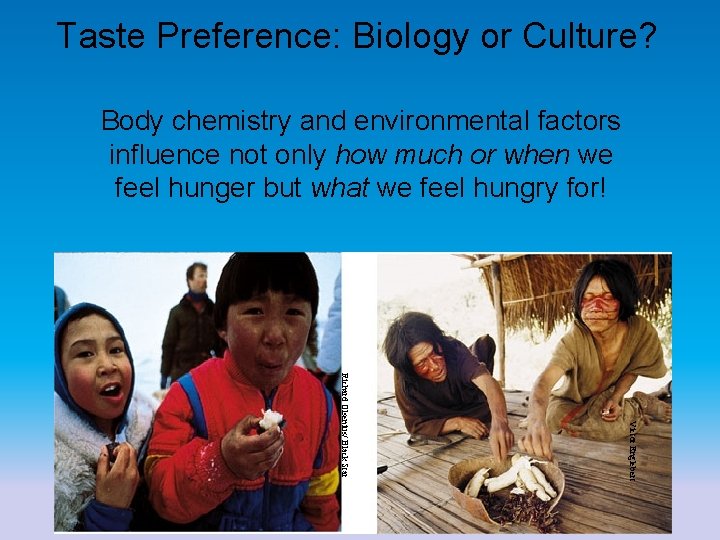 Taste Preference: Biology or Culture? Body chemistry and environmental factors influence not only how