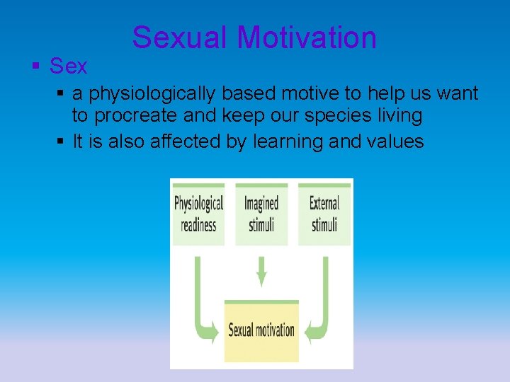 § Sexual Motivation § a physiologically based motive to help us want to procreate