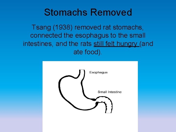 Stomachs Removed Tsang (1938) removed rat stomachs, connected the esophagus to the small intestines,