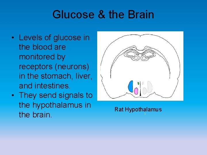 Glucose & the Brain • Levels of glucose in the blood are monitored by