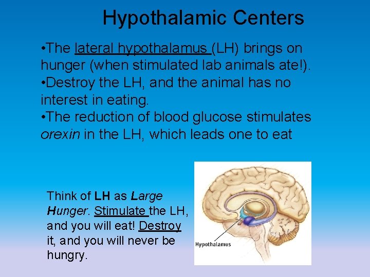 Hypothalamic Centers • The lateral hypothalamus (LH) brings on hunger (when stimulated lab animals