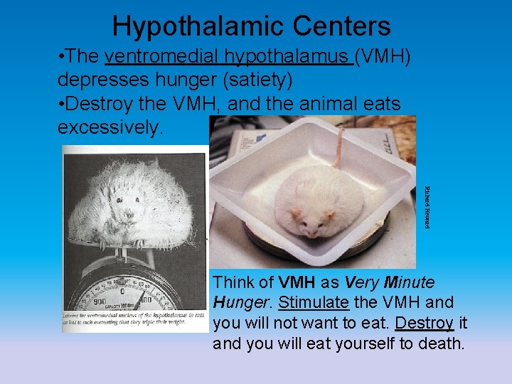 Hypothalamic Centers • The ventromedial hypothalamus (VMH) depresses hunger (satiety) • Destroy the VMH,