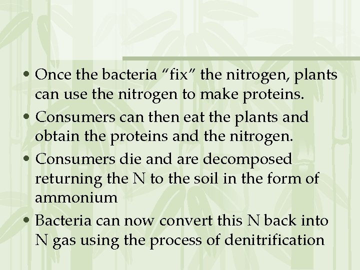  • Once the bacteria “fix” the nitrogen, plants can use the nitrogen to