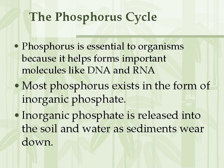 The Phosphorus Cycle • Phosphorus is essential to organisms because it helps forms important