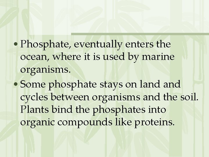  • Phosphate, eventually enters the ocean, where it is used by marine organisms.