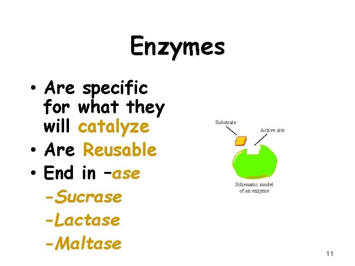 Enzymes • Are specific for what they will catalyze • Are Reusable • End