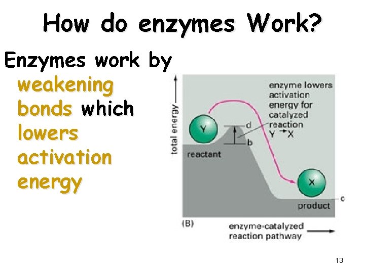 How do enzymes Work? Enzymes work by weakening bonds which lowers activation energy 13