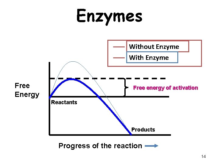 Enzymes Without Enzyme With Enzyme Free Energy Free energy of activation Reactants Products Progress