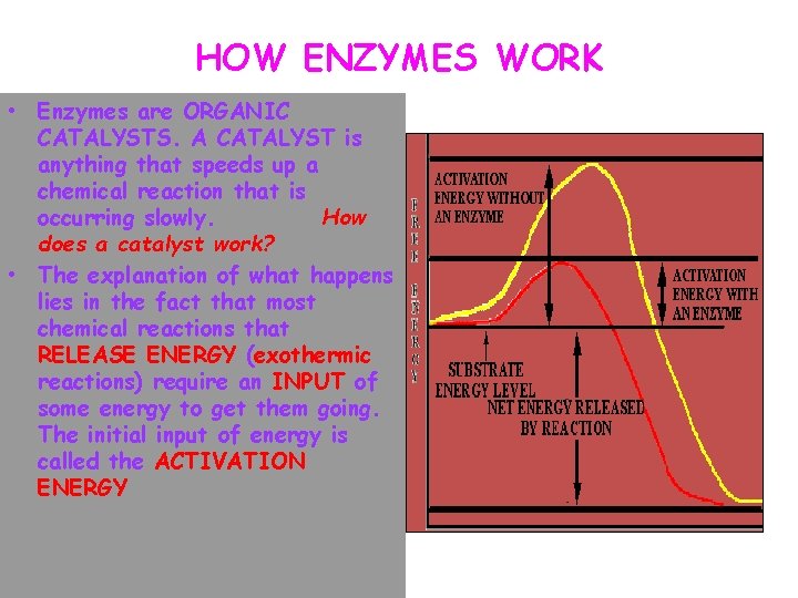 HOW ENZYMES WORK • Enzymes are ORGANIC CATALYSTS. A CATALYST is anything that speeds