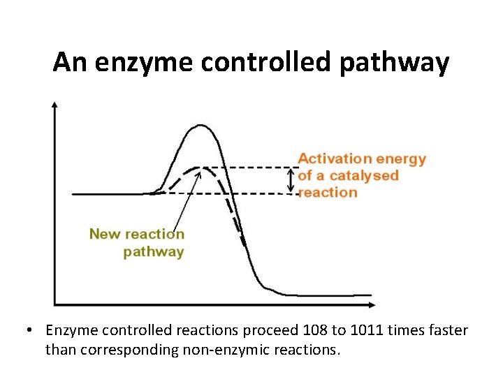 An enzyme controlled pathway • Enzyme controlled reactions proceed 108 to 1011 times faster