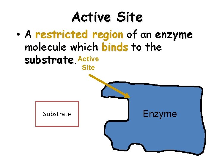 Active Site • A restricted region of an enzyme molecule which binds to the