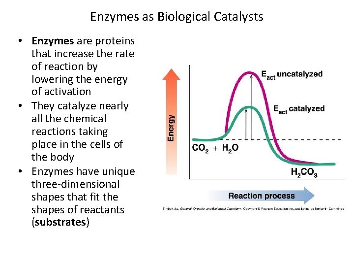 Enzymes as Biological Catalysts • Enzymes are proteins that increase the rate of reaction