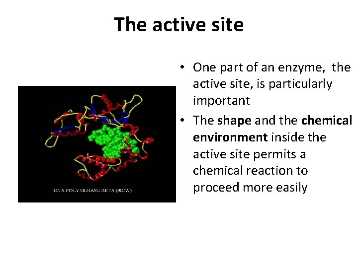 The active site • One part of an enzyme, the active site, is particularly