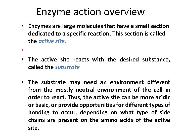 Enzyme action overview • Enzymes are large molecules that have a small section dedicated