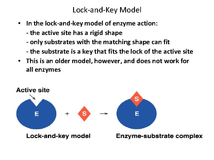 Lock-and-Key Model • In the lock-and-key model of enzyme action: - the active site