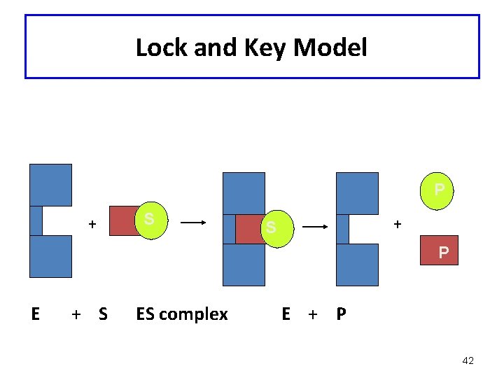 Lock and Key Model P + S P E + S ES complex E