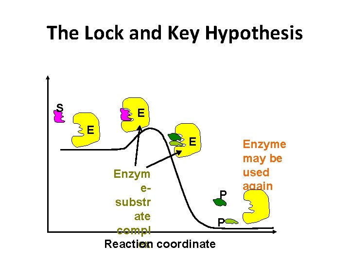 The Lock and Key Hypothesis S E Enzym e. P substr ate P compl