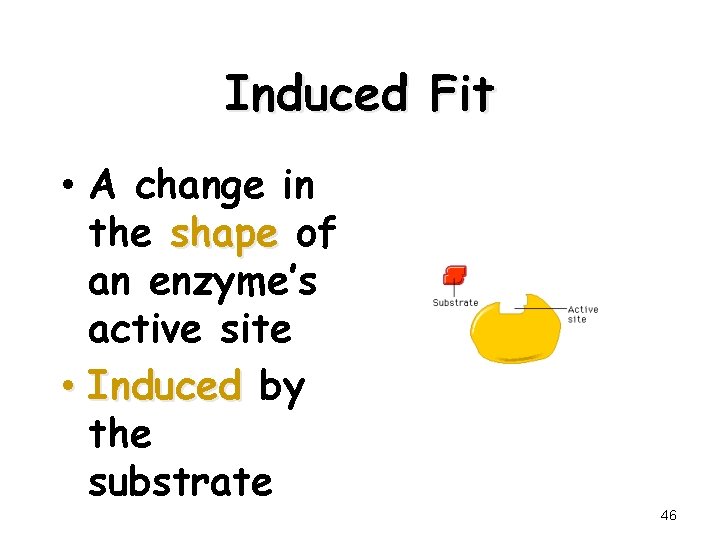 Induced Fit • A change in the shape of an enzyme’s active site •