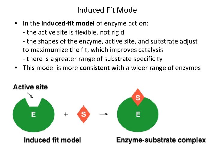 Induced Fit Model • In the induced-fit model of enzyme action: - the active