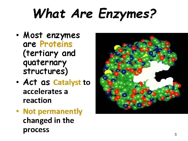 What Are Enzymes? • Most enzymes are Proteins (tertiary and quaternary structures) • Act