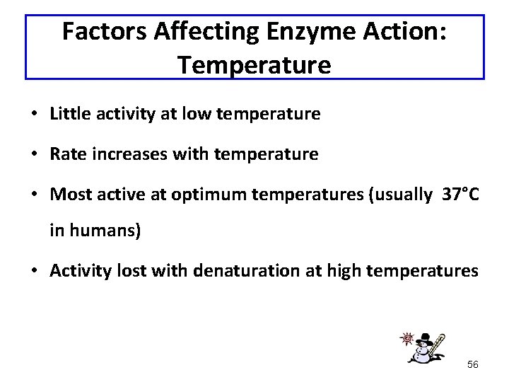 Factors Affecting Enzyme Action: Temperature • Little activity at low temperature • Rate increases