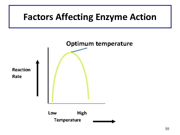 Factors Affecting Enzyme Action Optimum temperature Reaction Rate Low High Temperature 58 