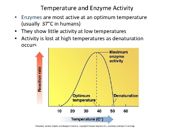 Temperature and Enzyme Activity • Enzymes are most active at an optimum temperature (usually