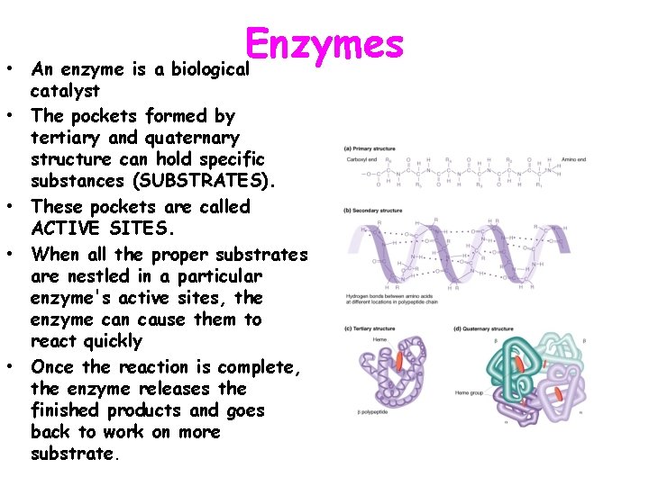  • • • Enzymes An enzyme is a biological catalyst The pockets formed