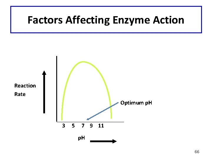 Factors Affecting Enzyme Action Reaction Rate Optimum p. H 3 5 7 9 11