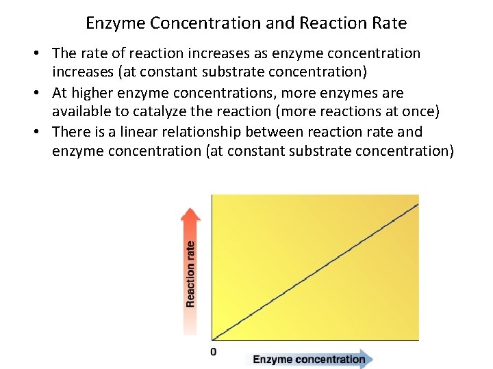 Enzyme Concentration and Reaction Rate • The rate of reaction increases as enzyme concentration