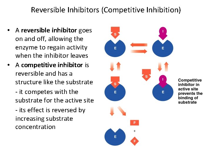 Reversible Inhibitors (Competitive Inhibition) • A reversible inhibitor goes on and off, allowing the