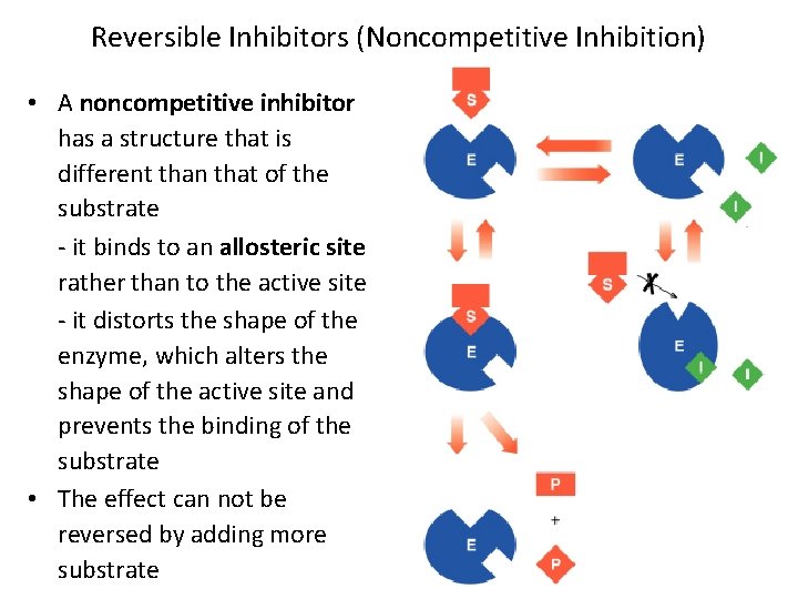 Reversible Inhibitors (Noncompetitive Inhibition) • A noncompetitive inhibitor has a structure that is different