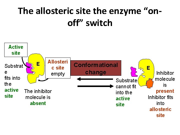 The allosteric site the enzyme “onoff” switch Active site E Allosteri c site empty