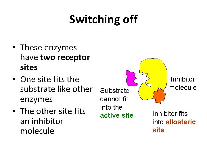 Switching off • These enzymes have two receptor sites • One site fits the