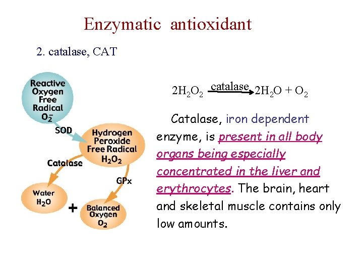 Enzymatic antioxidant 2. catalase, CAT catalase 2 H 2 O 2 2 H 2