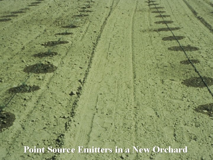 Point Source Emitters in a New Orchard 