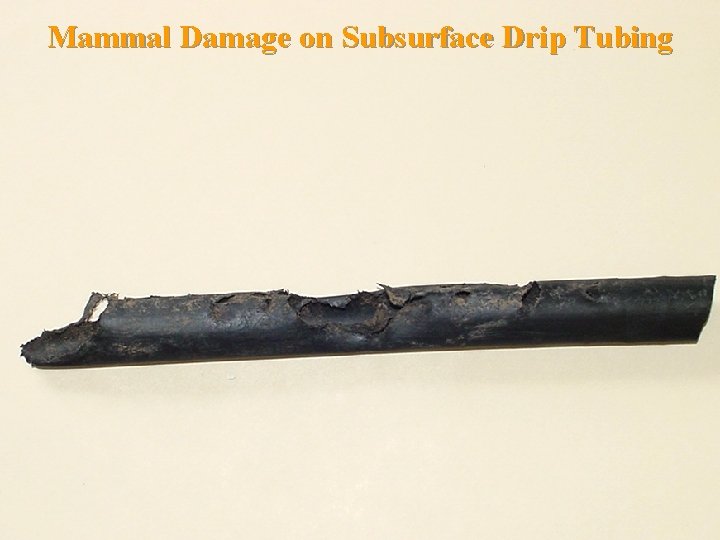 Mammal Damage on Subsurface Drip Tubing Mammal Damage on Subsurface Drip Tubing