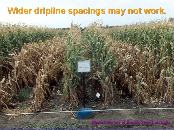 Wider dripline spacings may not work. Photo Courtesy of Kansas State University 